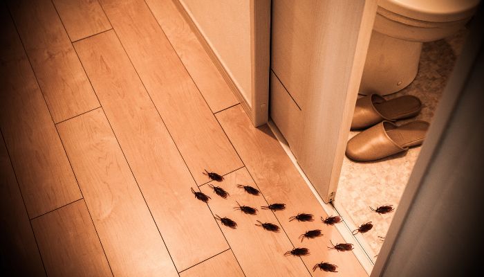 Chiêm bao thấy rất nhiều gián